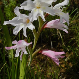 Gladiolus carneus